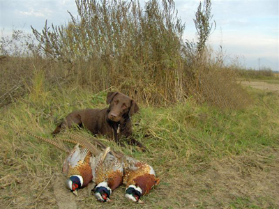 Dog keeping watch over pheasant take