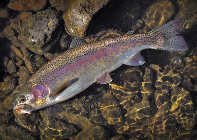 Beautiful Blue Bucket rainbow.